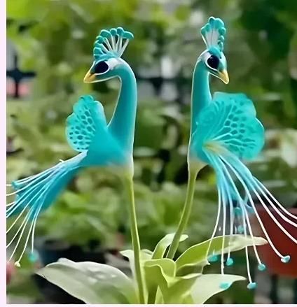 Vibrant Peacock Flower Seeds Pack of 1 | Exotic Garden Flower Seeds